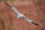 flying gannet