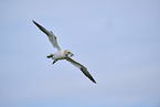 flying gannet