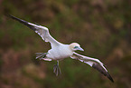 flying gannet