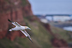 flying gannet