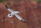 flying gannet