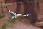 flying gannet