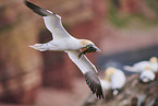 gannet