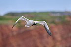 flying gannet