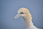 gannet portrait