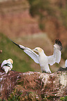 gannet
