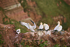 gannet