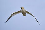 flying gannet