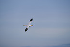 flying gannet