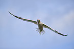 flying gannet
