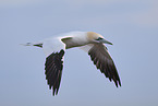 flying gannet