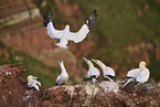 gannet