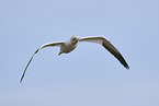flying gannet