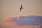 flying gannet