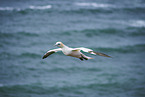 flying gannet