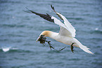 flying gannet
