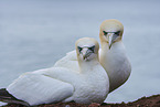 gannet