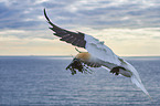 flying gannet