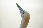 gannet portrait