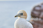 gannet portrait