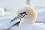 gannet portrait