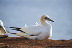 gannet