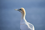 gannet