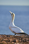 gannet