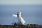 gannet