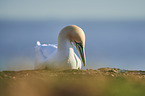 gannet
