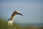 gannet