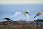 gannet
