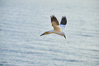 flying gannet