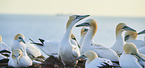 gannet