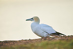gannet