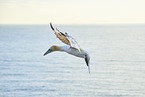 flying gannet