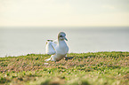 gannet