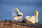 gannet