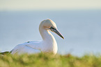 gannet