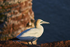 gannet