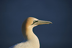 gannet portrait