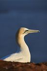 gannet
