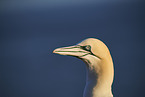 gannet portrait