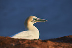 gannet