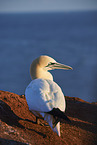 gannet