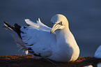 gannet