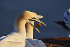 gannet portrait