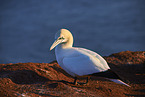 gannet