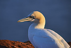 gannet portrait