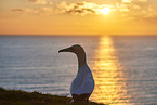 gannet